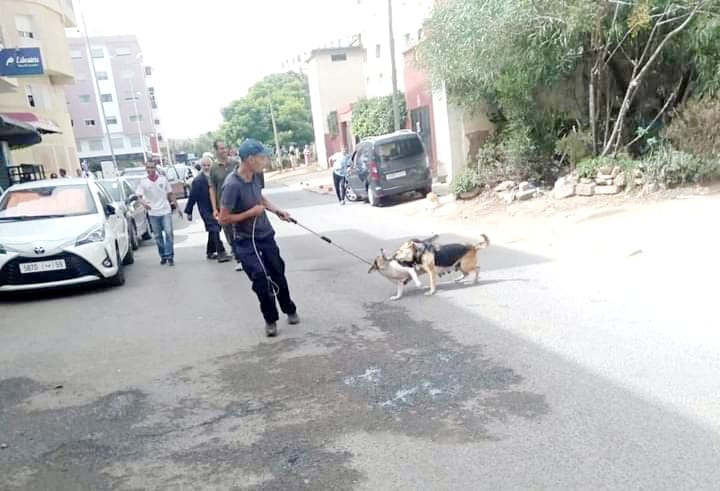 جماعة القنيطرة تباشر حملاتها لجمع الكلاب الضالة من الازقة والأحياء وشوارع المدينة